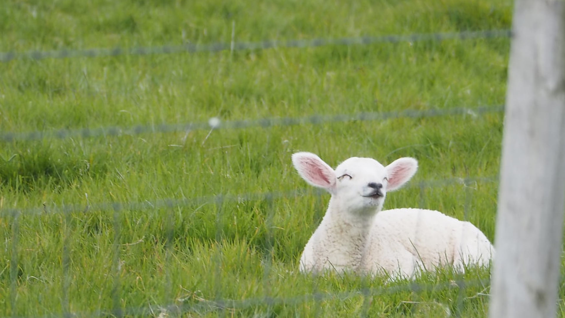 LAMB | Bride Preparing for Marriage