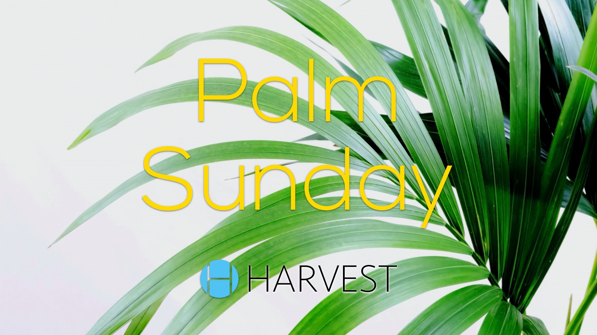 Palm Sunday